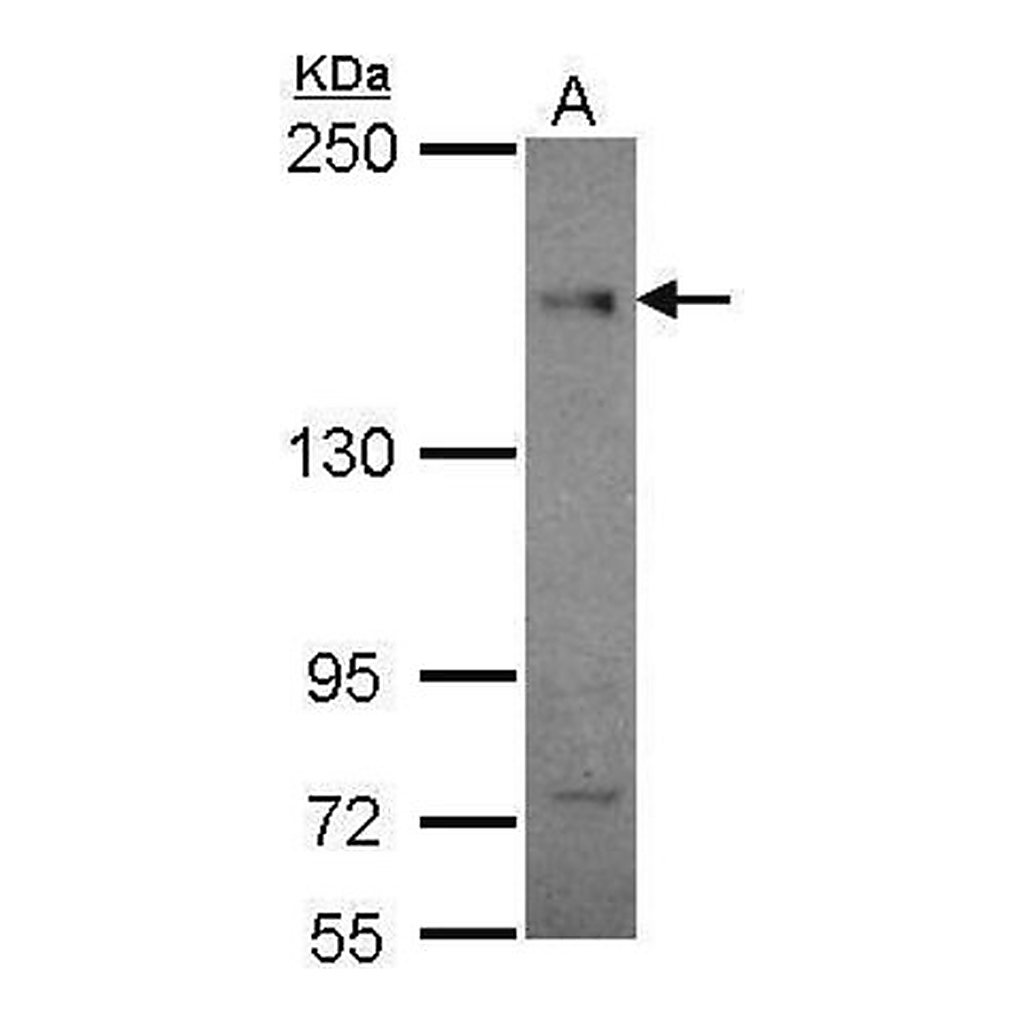 Merck Monoclonal Anti-CEP164 antibody produced in mouse