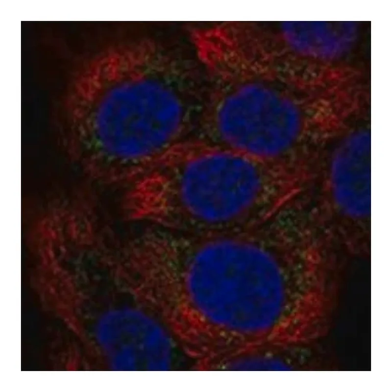 Merck Anti-MXRA5 antibody produced in rabbit