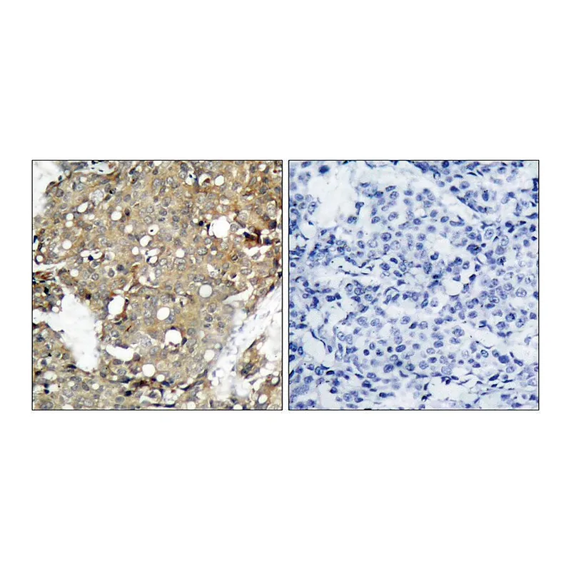 Merck Anti-STAT1 antibody produced in rabbit