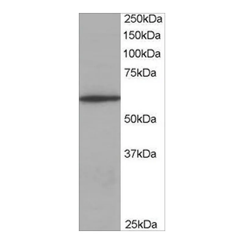 Merck Anti-Coronin 1/TACO antibody produced in goat