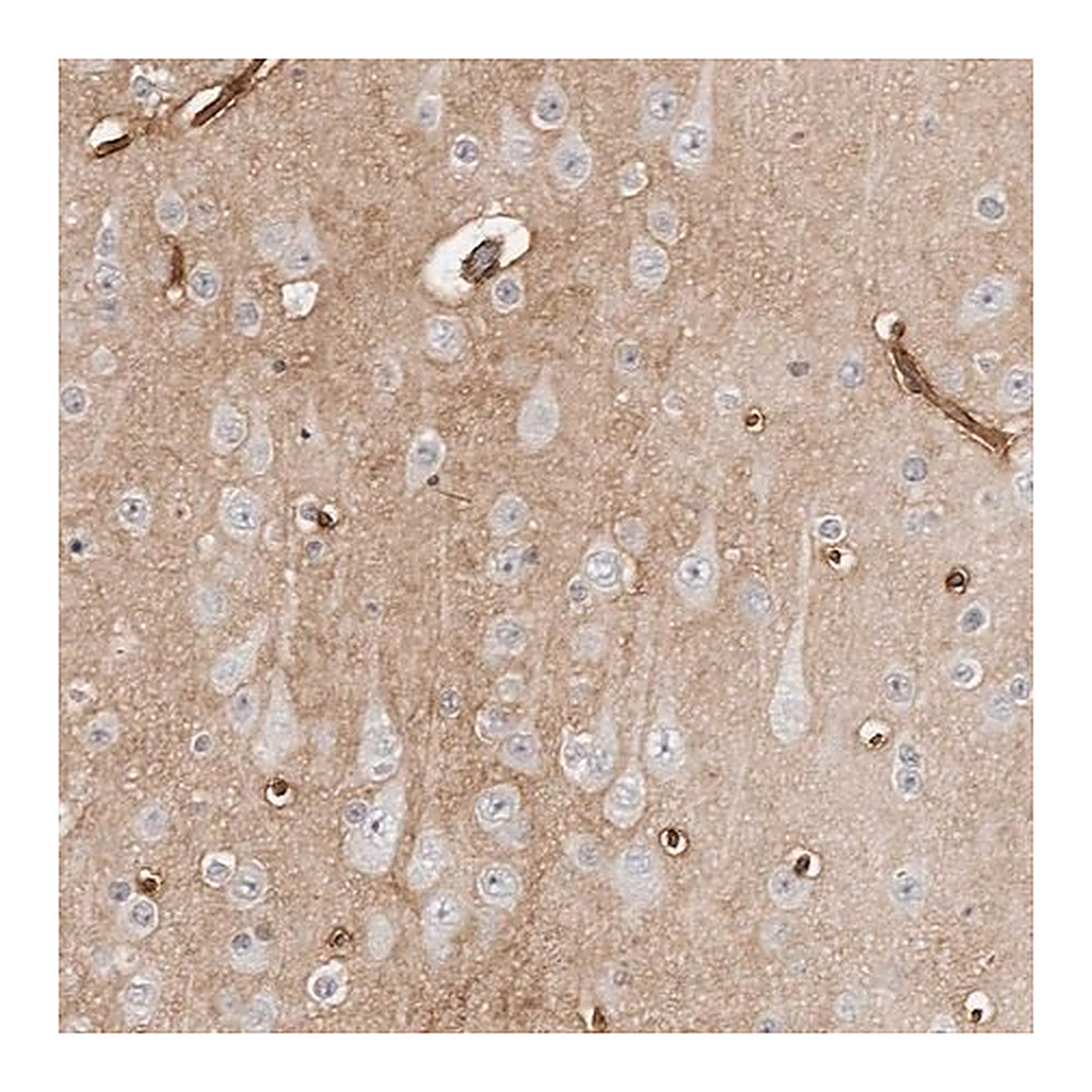 Merck Anti-PRUNE1 antibody produced in rabbit
