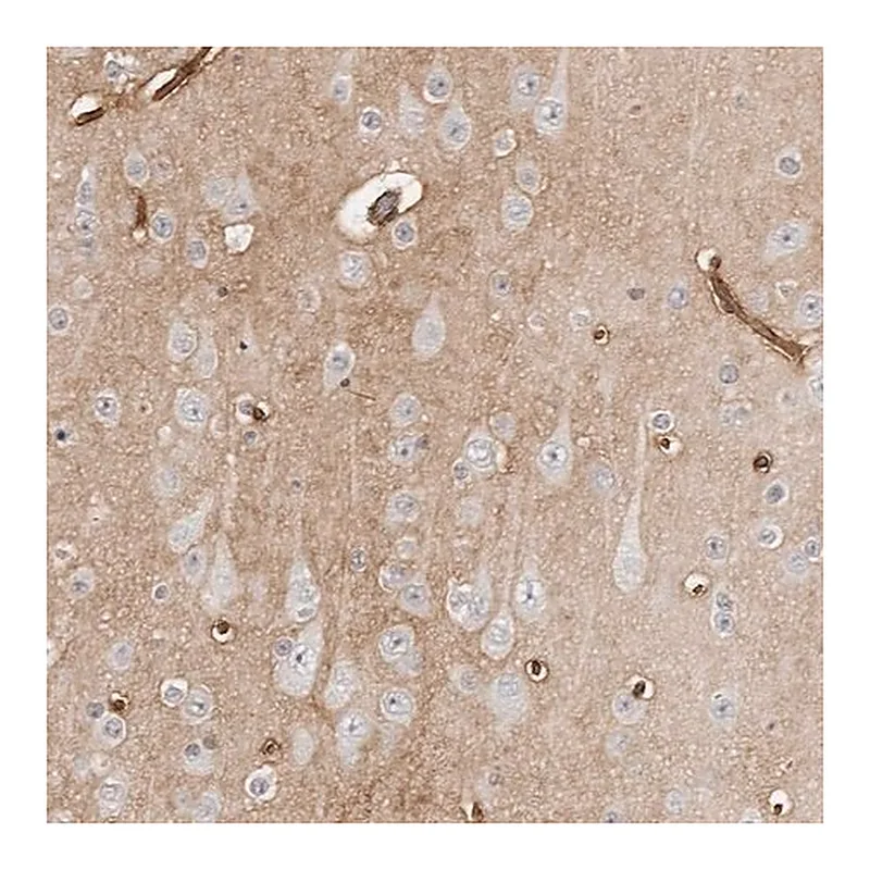 Merck Anti-PRUNE1 antibody produced in rabbit