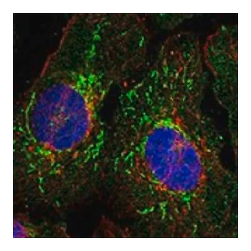 Merck Anti-EIF4E2 antibody produced in rabbit