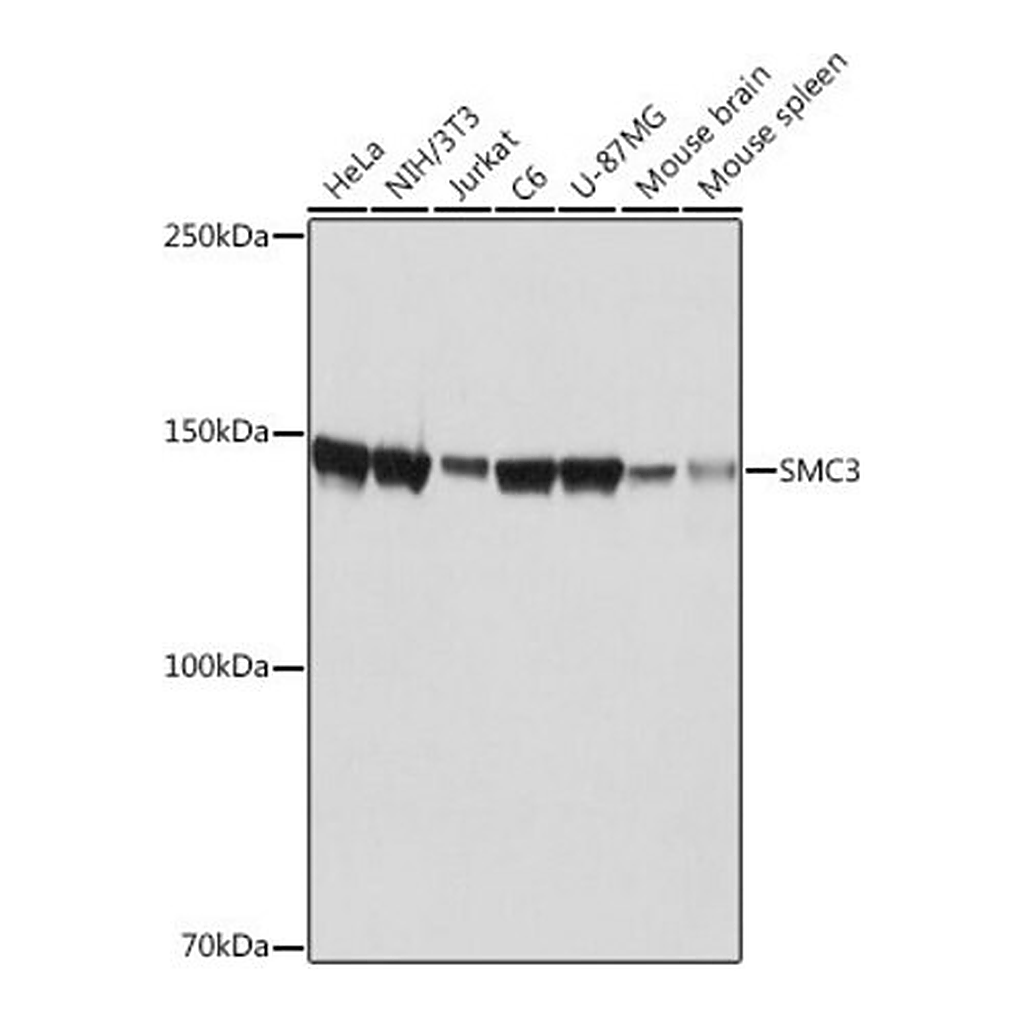 Merck Anti-SMC3 antibody produced in rabbit