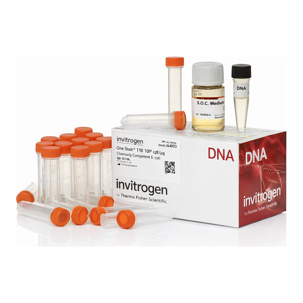 Thermo Fisher Scientific One Shot TOP10/P3 Chemically Competent E. coli