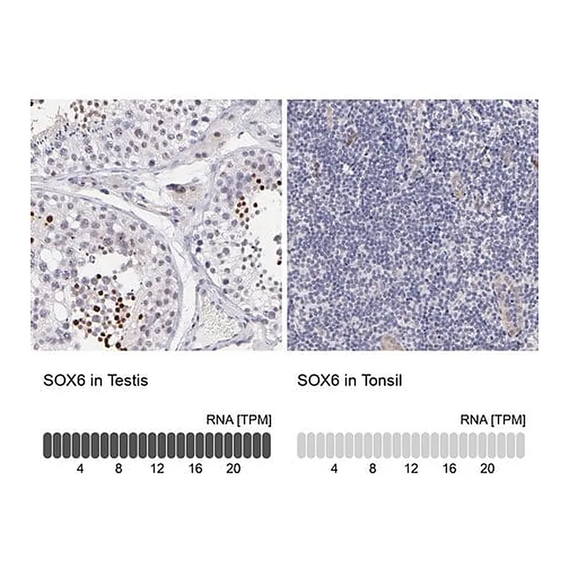Merck Anti-SOX6 antibody produced in rabbit