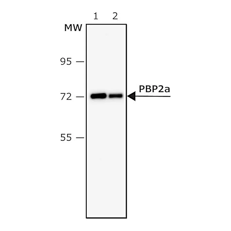 Merck ANTI-PBP2A OF MRSA ANTIBODY, MOUSE MONO&