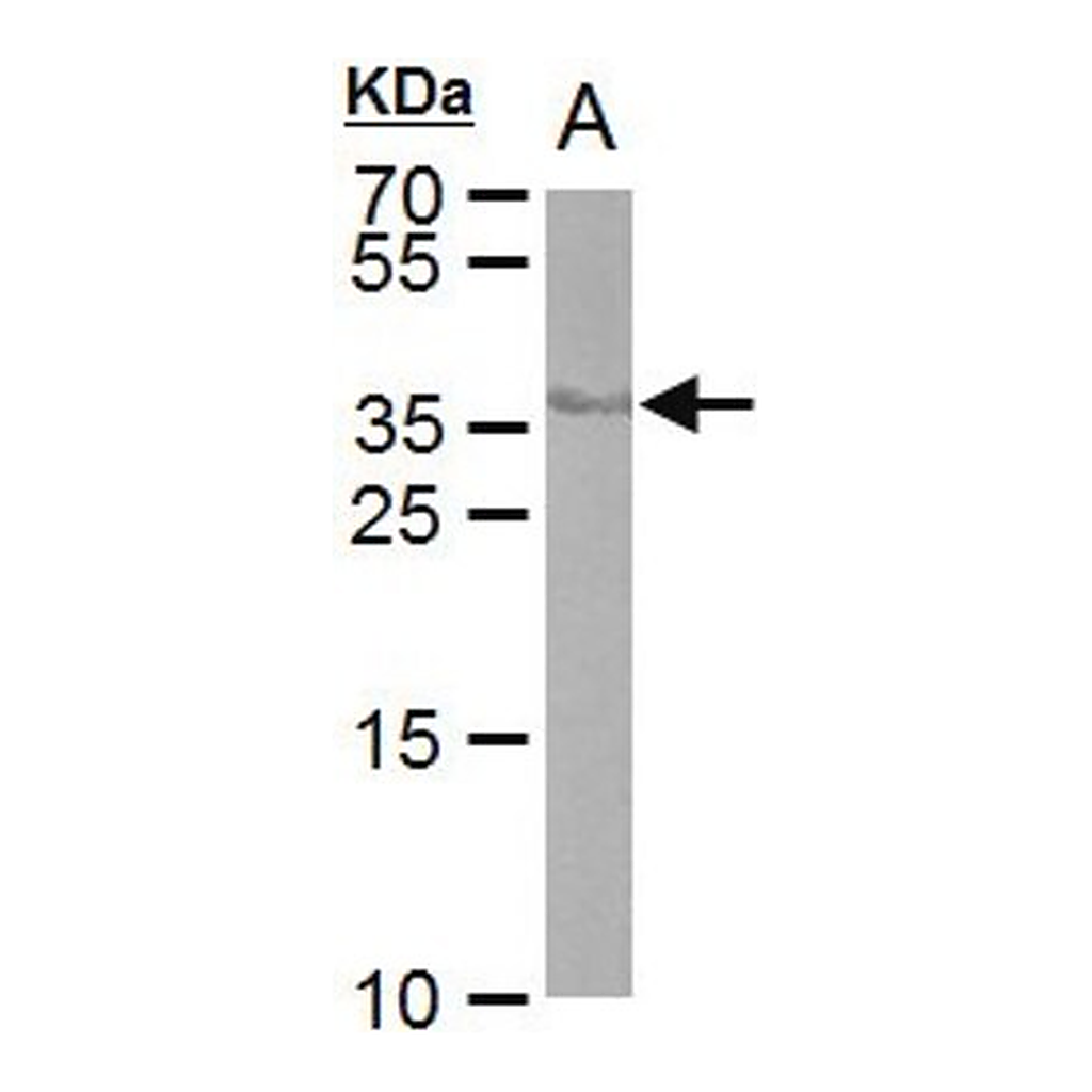 Merck Monoclonal Anti-Cre recombinase antibody produced in mouse