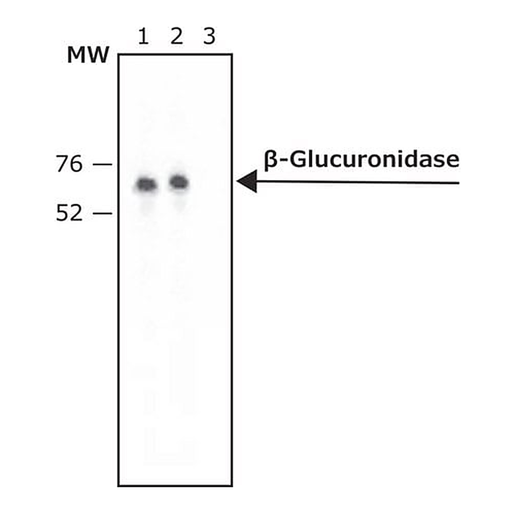 Merck Anti-beta-Glucuronidase (N-Terminal) antibody produced in rabbit