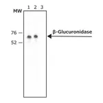 Merck Anti-beta-Glucuronidase (N-Terminal) antibody produced in rabbit