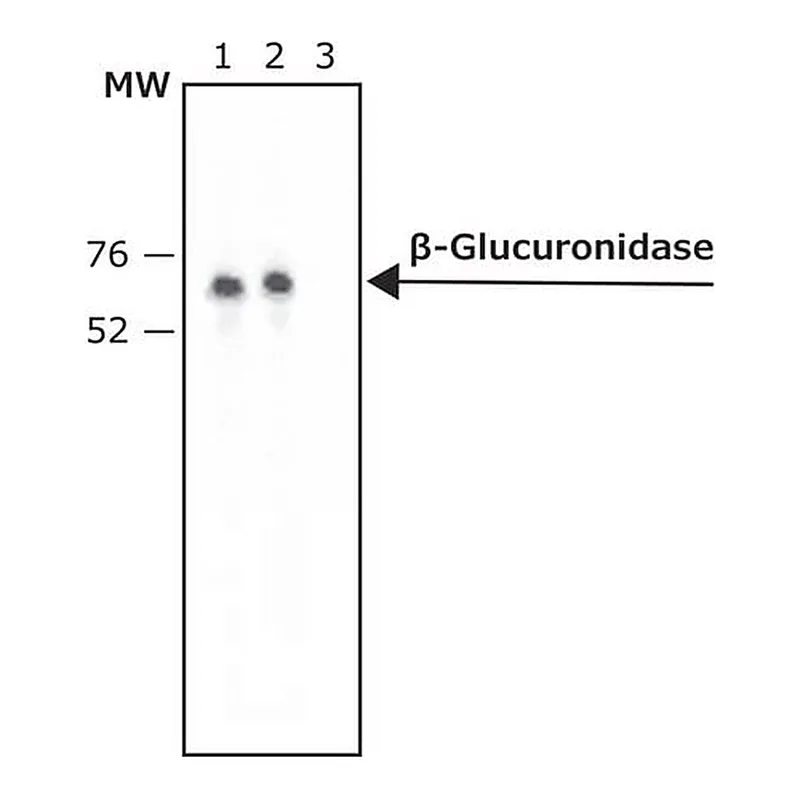 Merck Anti-beta-Glucuronidase (N-Terminal) antibody produced in rabbit