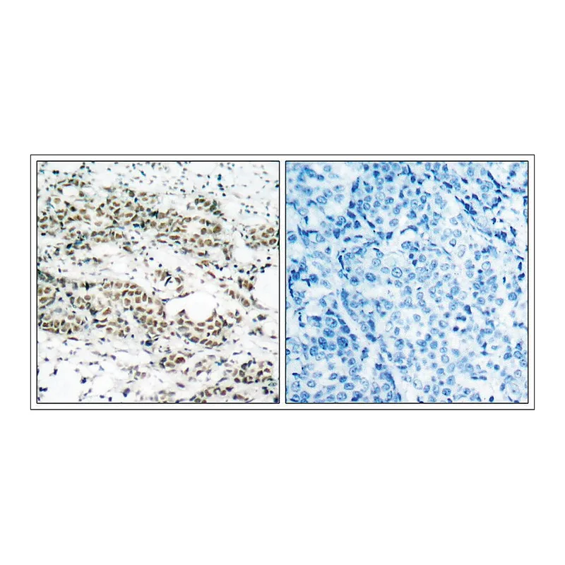Merck Anti-phospho-FOXO4 (pSer197) antibody produced in rabbit