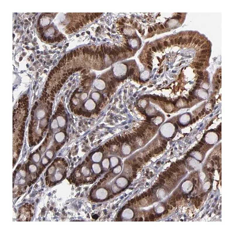 Merck Anti-RREB1 antibody produced in rabbit