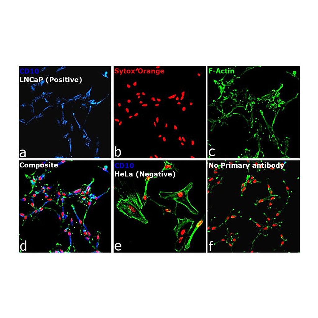 Thermo Fisher Scientific Goat anti-Mouse IgG2b Cross-Adsorbed Secondary Antibody, Alexa Fluor 350