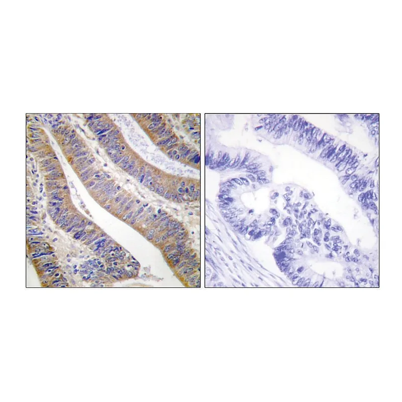 Merck Anti-p47 PHOX antibody produced in rabbit