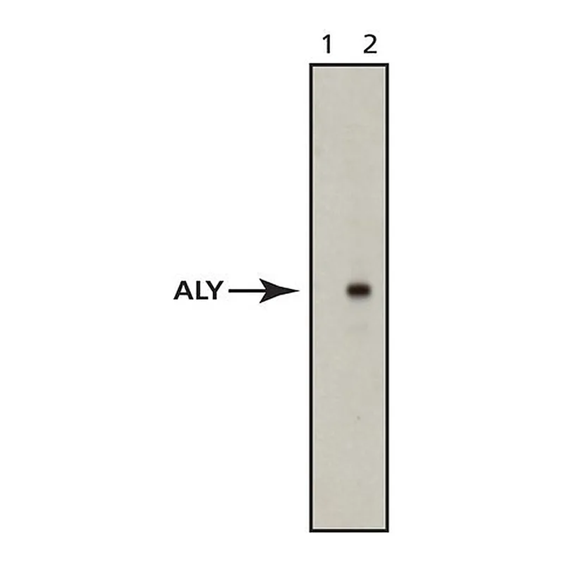 Merck Anti-Aly antibody, Mouse monoclonal