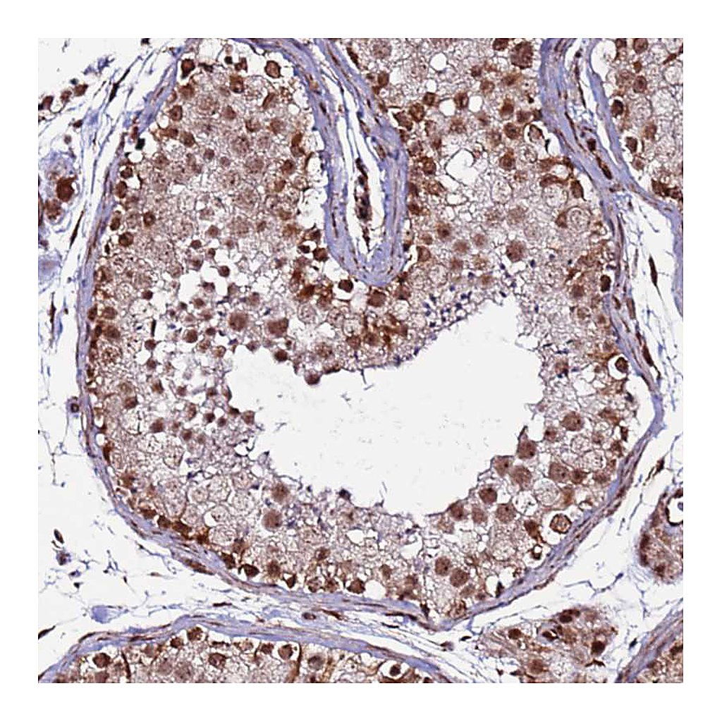 Atlas Antibodies Anti-CLK3 Antibody