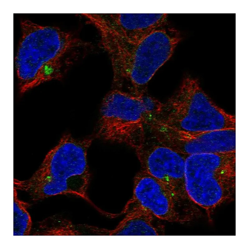 Atlas Antibodies Anti-CLPTM1 Antibody