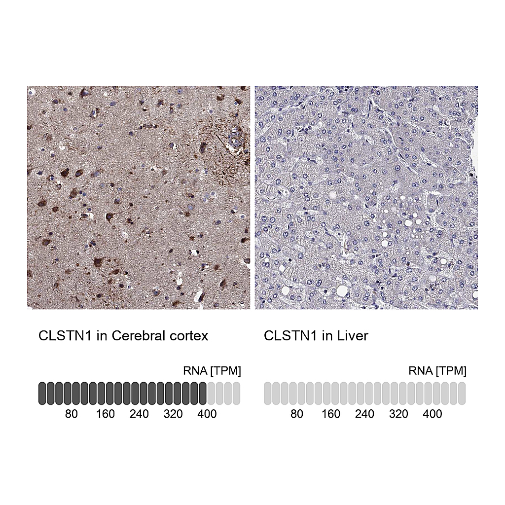 Atlas Antibodies Anti-CLSTN1 Antibody