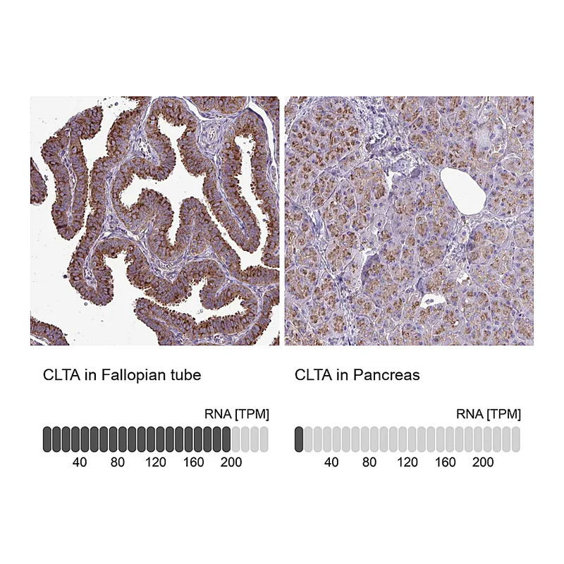 Atlas Antibodies Anti-CLTA Antibody