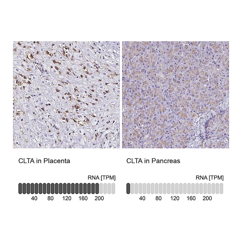 Atlas Antibodies Anti-CLTA Antibody