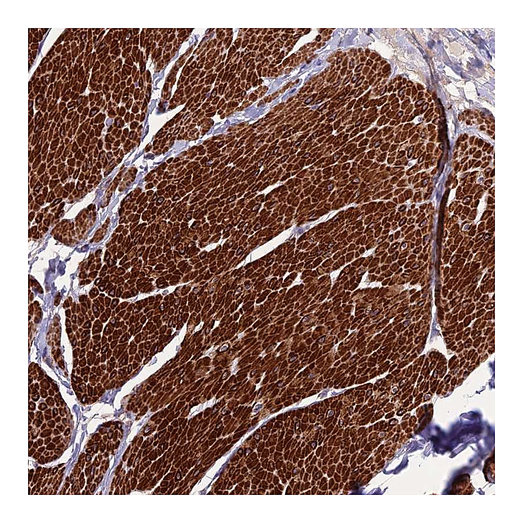 Atlas Antibodies Anti-CLUH Antibody