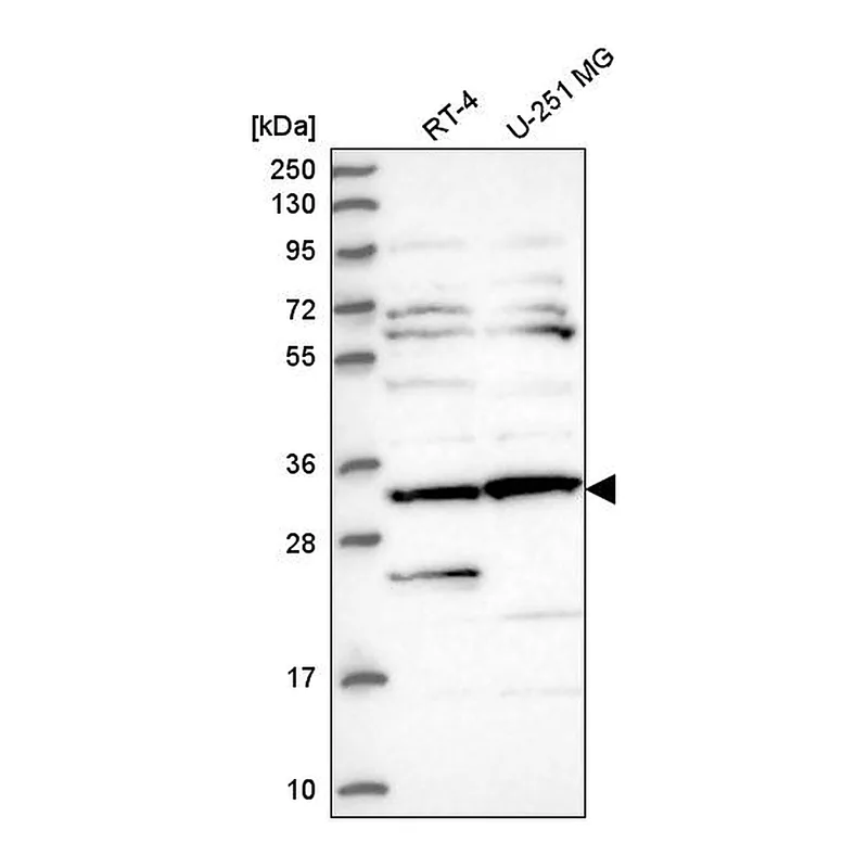 Atlas Antibodies Anti-CLUAP1 Antibody