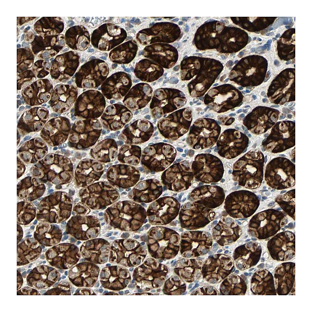 Atlas Antibodies Anti-CMC2 Antibody