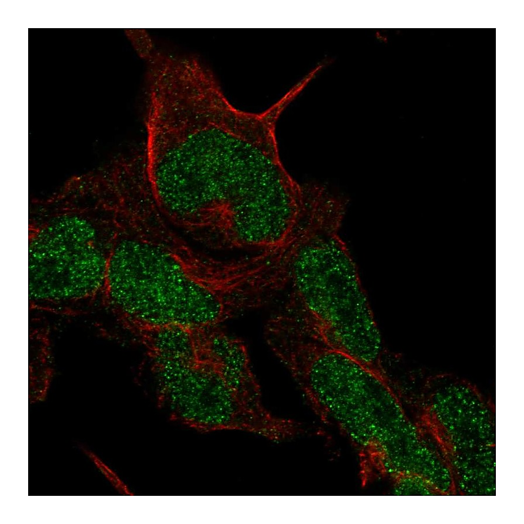 Atlas Antibodies Anti-CMTM8 Antibody