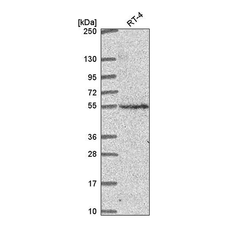 Atlas Antibodies Anti-CNNM2 Antibody