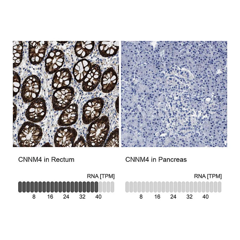 Atlas Antibodies Anti-CNNM4 Antibody