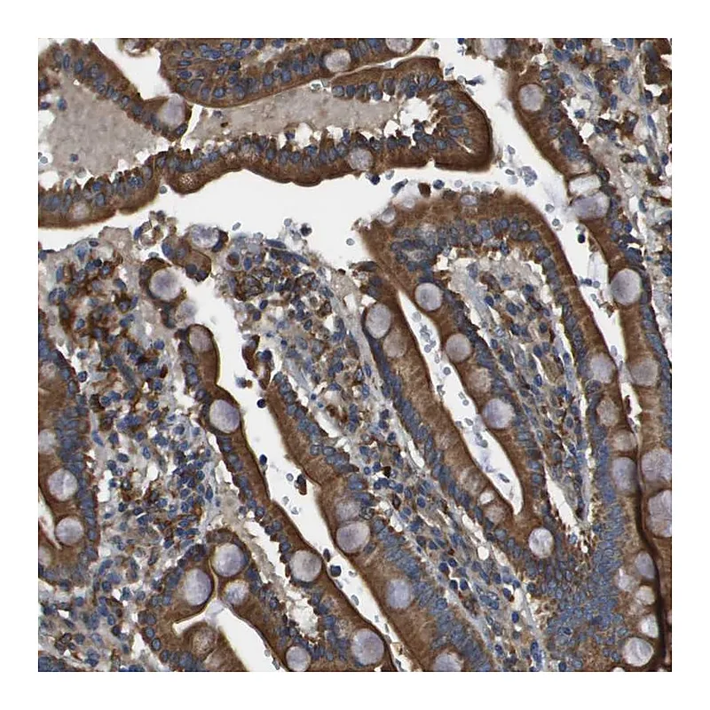 Atlas Antibodies Anti-CNPY3 Antibody