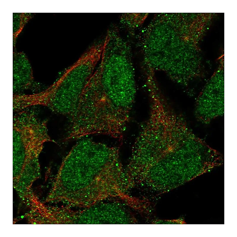 Atlas Antibodies Anti-CNTLN Antibody