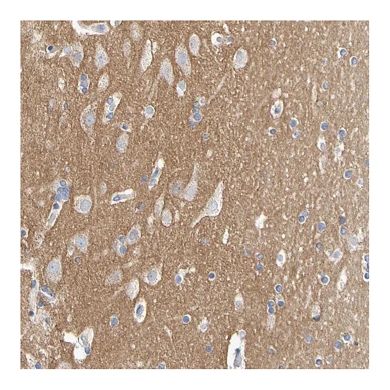 Atlas Antibodies Anti-CNTN2 Antibody