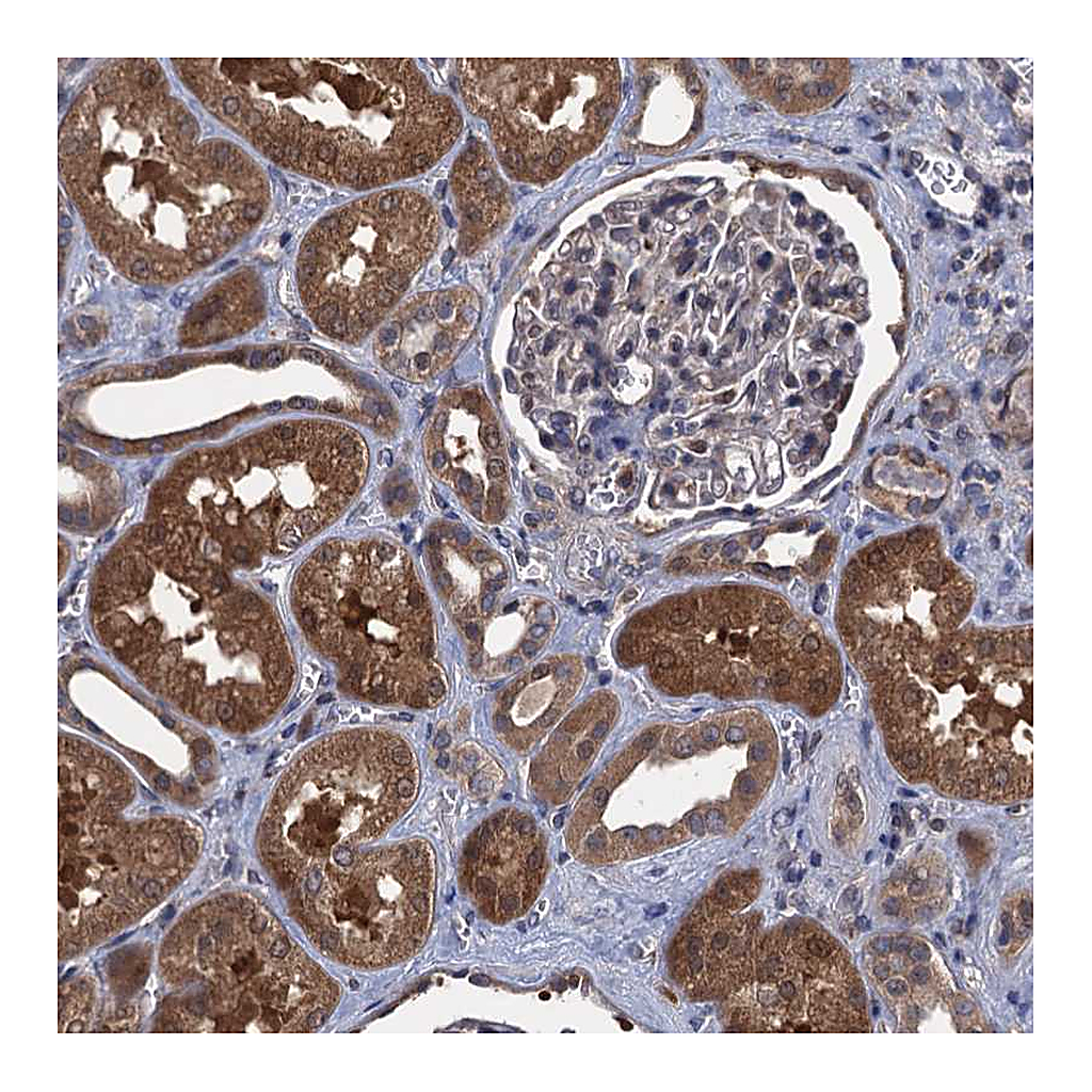 Atlas Antibodies Anti-CNTN5 Antibody