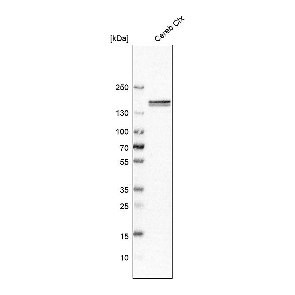 Atlas Antibodies Anti-CNTNAP4 Antibody