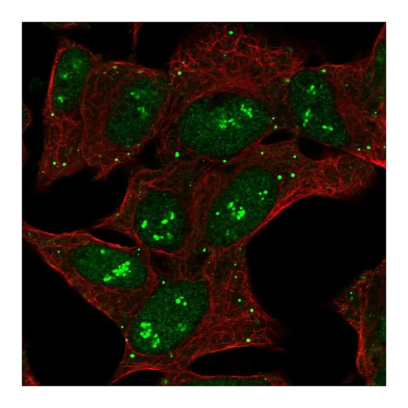 Atlas Antibodies Anti-CNTNAP5 Antibody