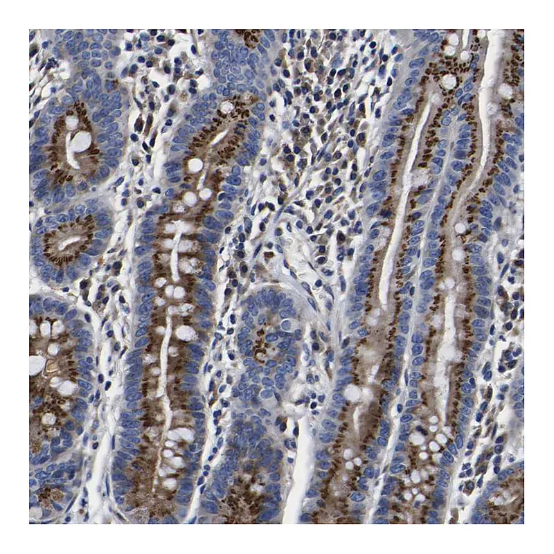 Atlas Antibodies Anti-COA1 Antibody