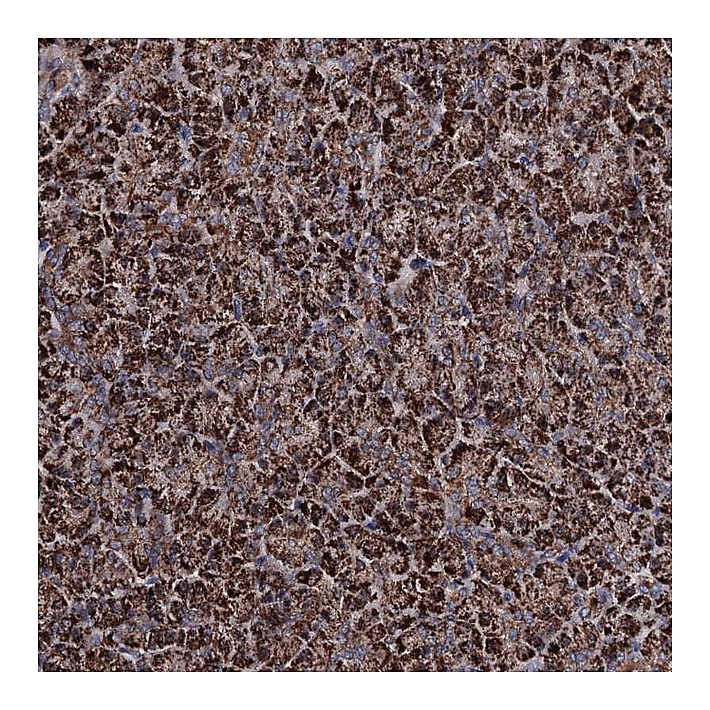 Atlas Antibodies Anti-COA4 Antibody