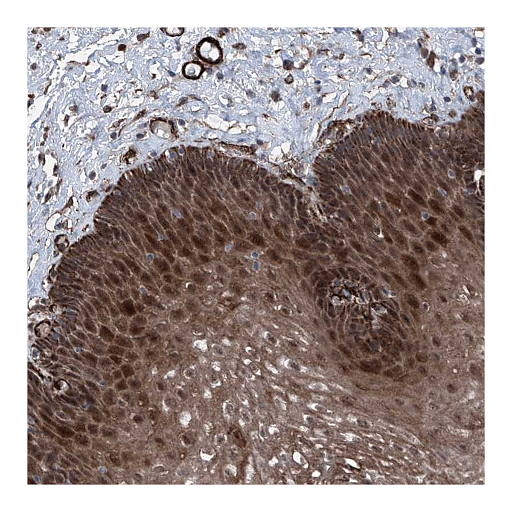 Atlas Antibodies Anti-COA7 Antibody