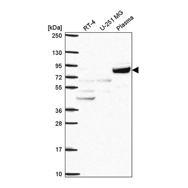 Atlas Antibodies Anti-COG2 Antibody