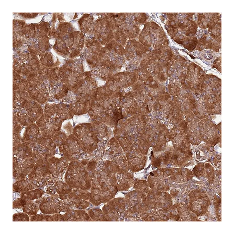 Atlas Antibodies Anti-COG4 Antibody
