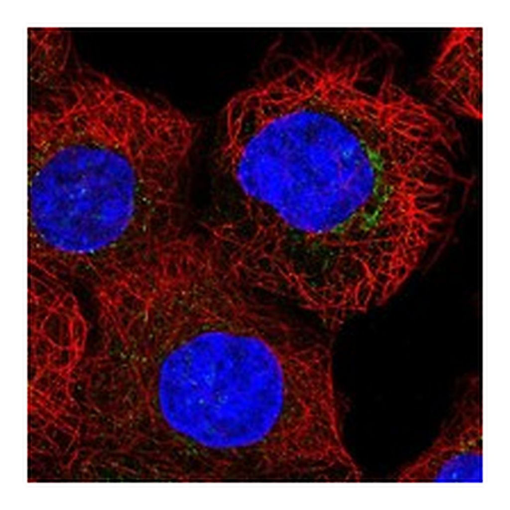 Atlas Antibodies Anti-COG7 Antibody