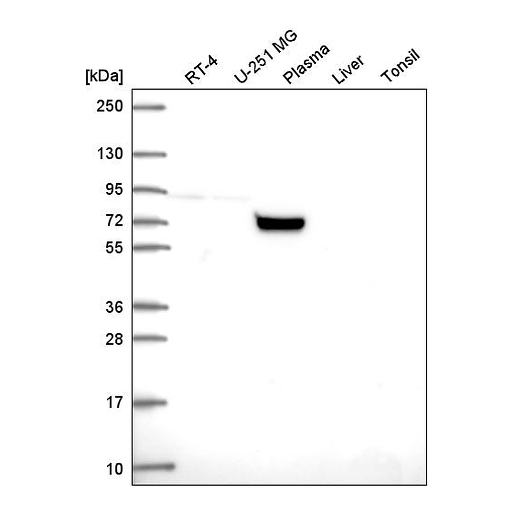 Atlas Antibodies Anti-COG7 Antibody