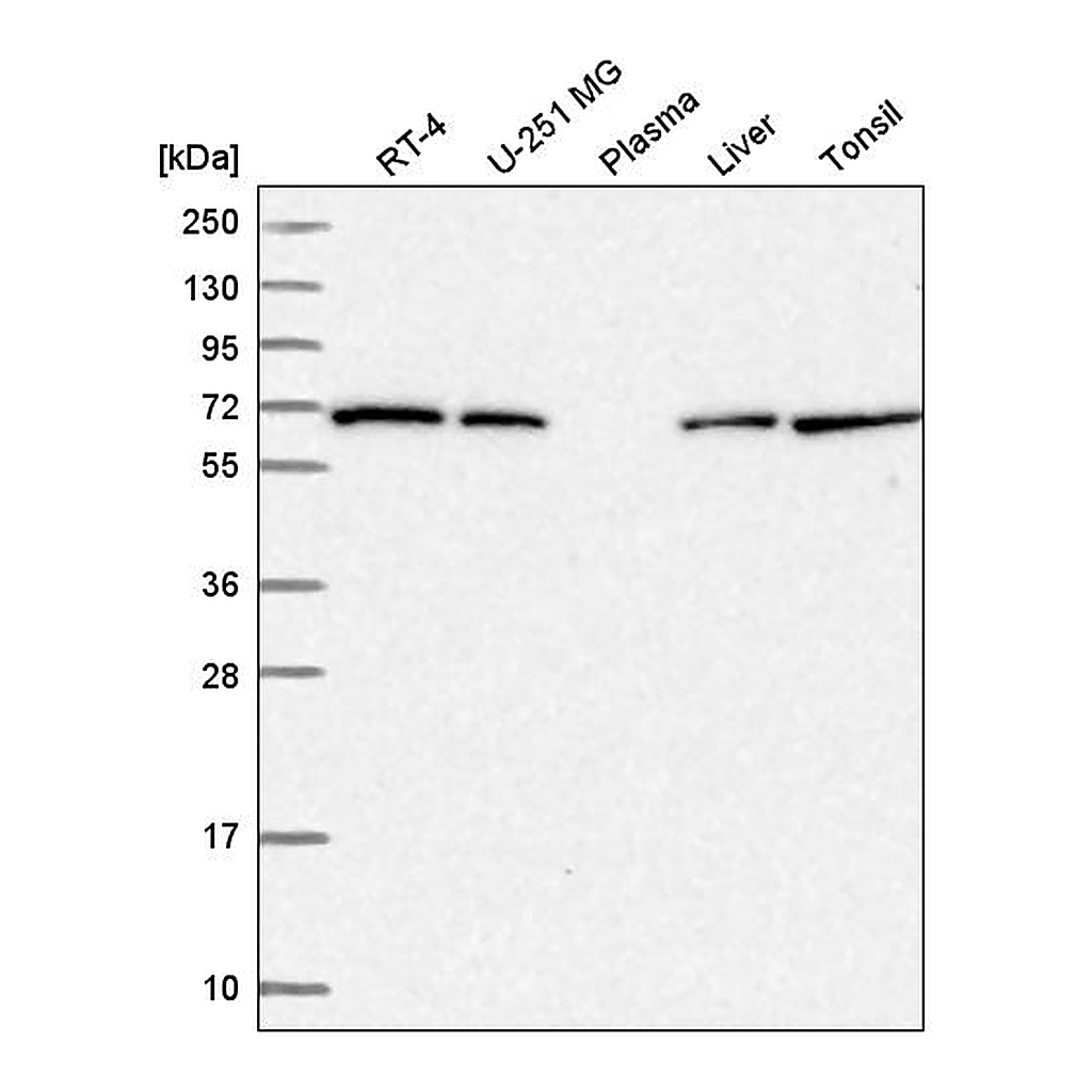Atlas Antibodies Anti-COG8 Antibody