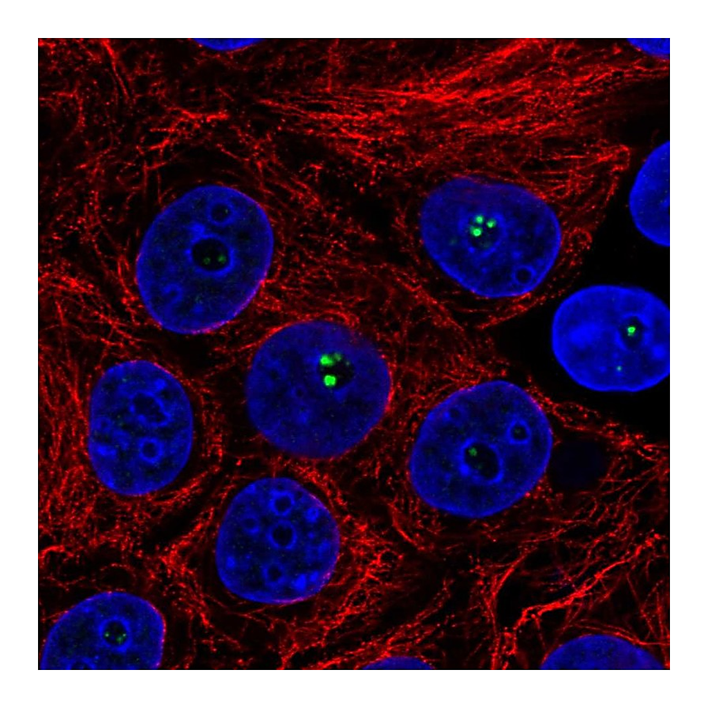 Atlas Antibodies Anti-COIL Antibody