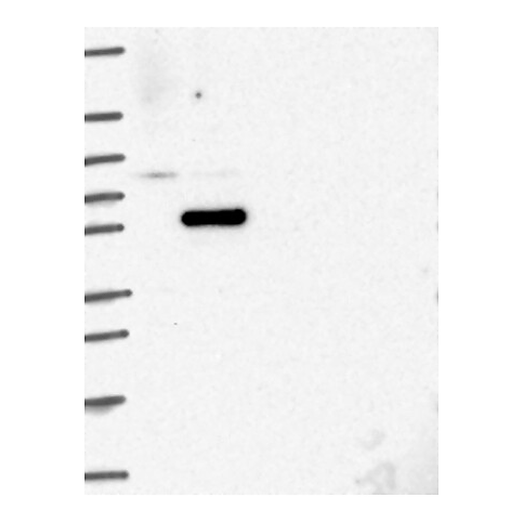 Atlas Antibodies Anti-COIL Antibody