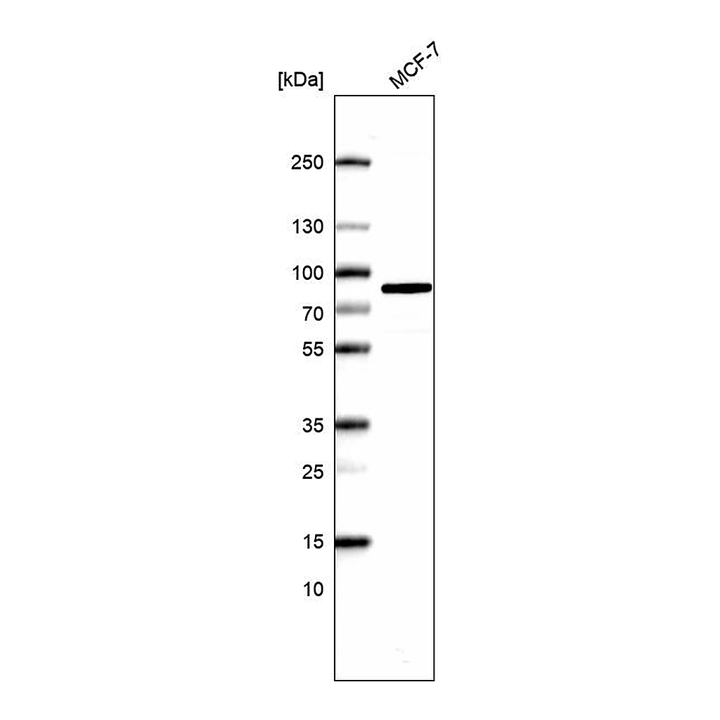 Atlas Antibodies Anti-COIL Antibody