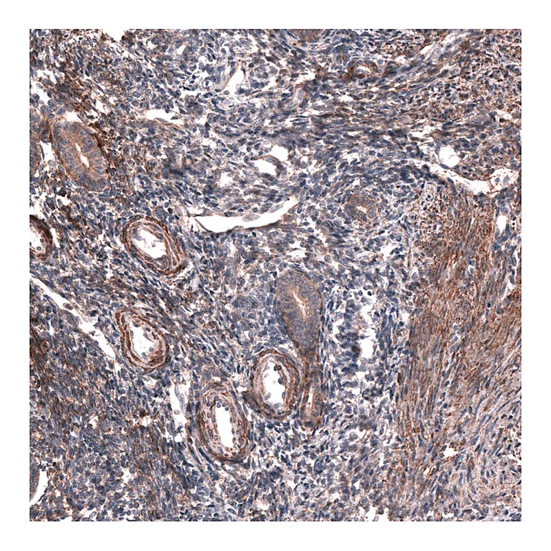 Atlas Antibodies Anti-COL12A1 Antibody
