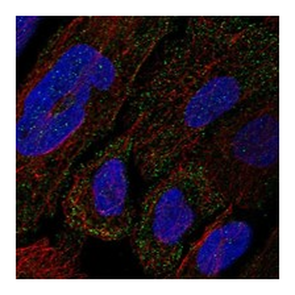 Atlas Antibodies Anti-COL12A1 Antibody